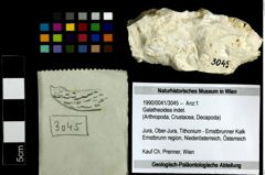 Foto (Objekt + Etiketten) von Galatheoidea indet. 